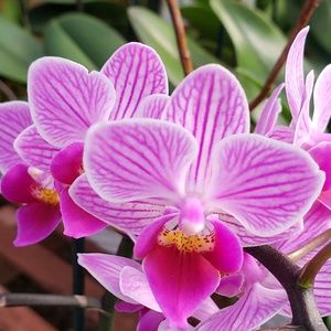 Meet your Posher, Liz